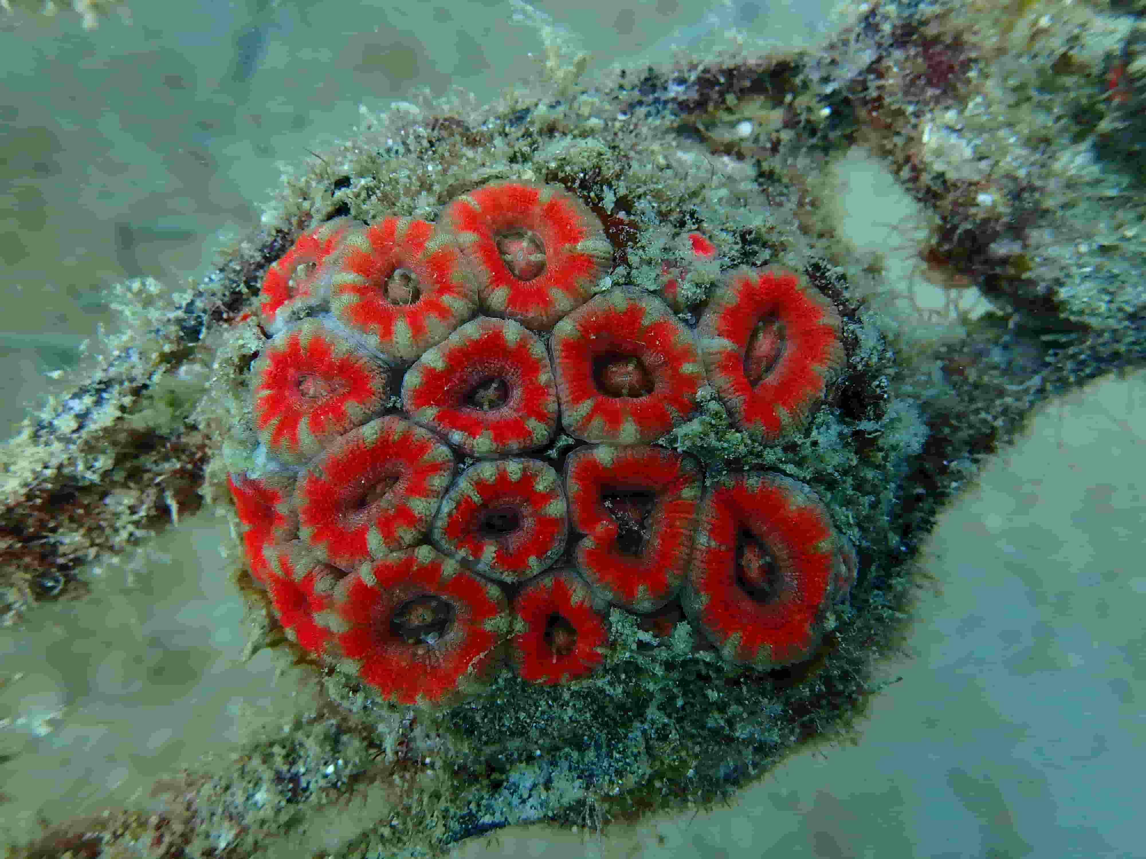 Premium Acropora Colony Indonesia