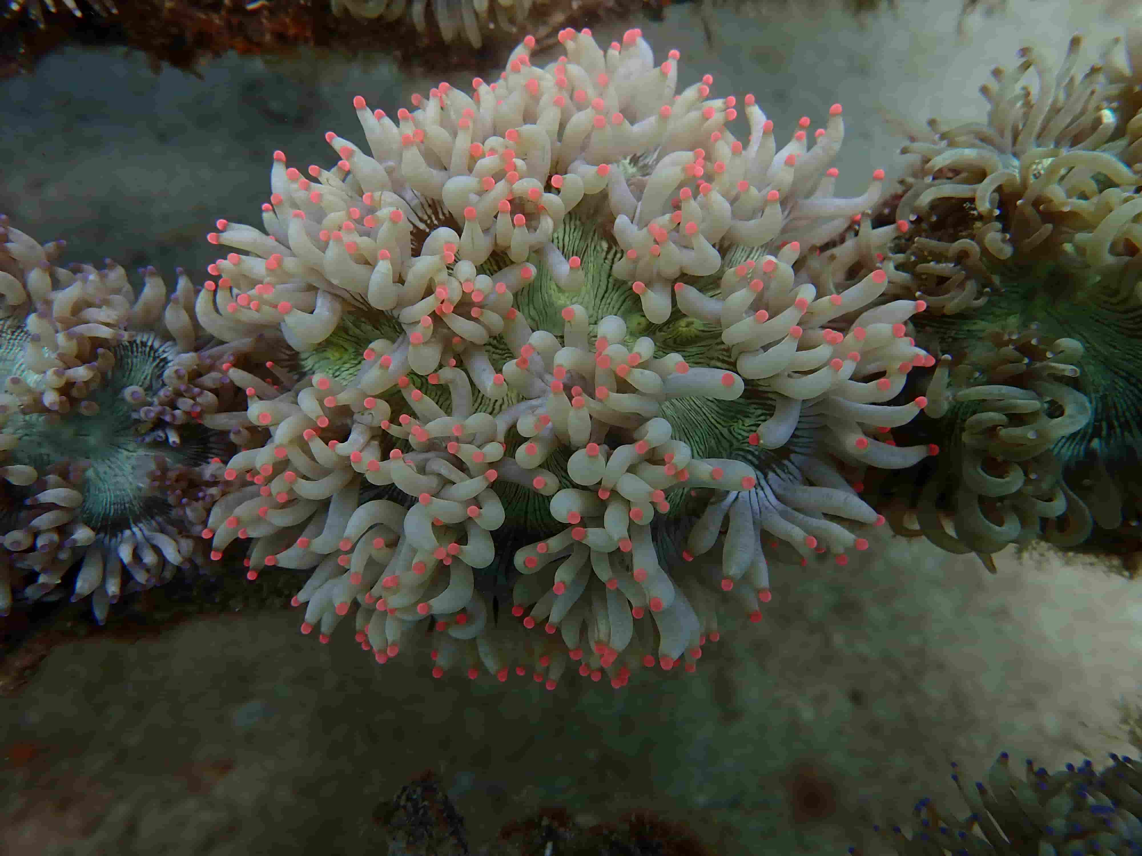 Golden Torch Coral Euphyllia