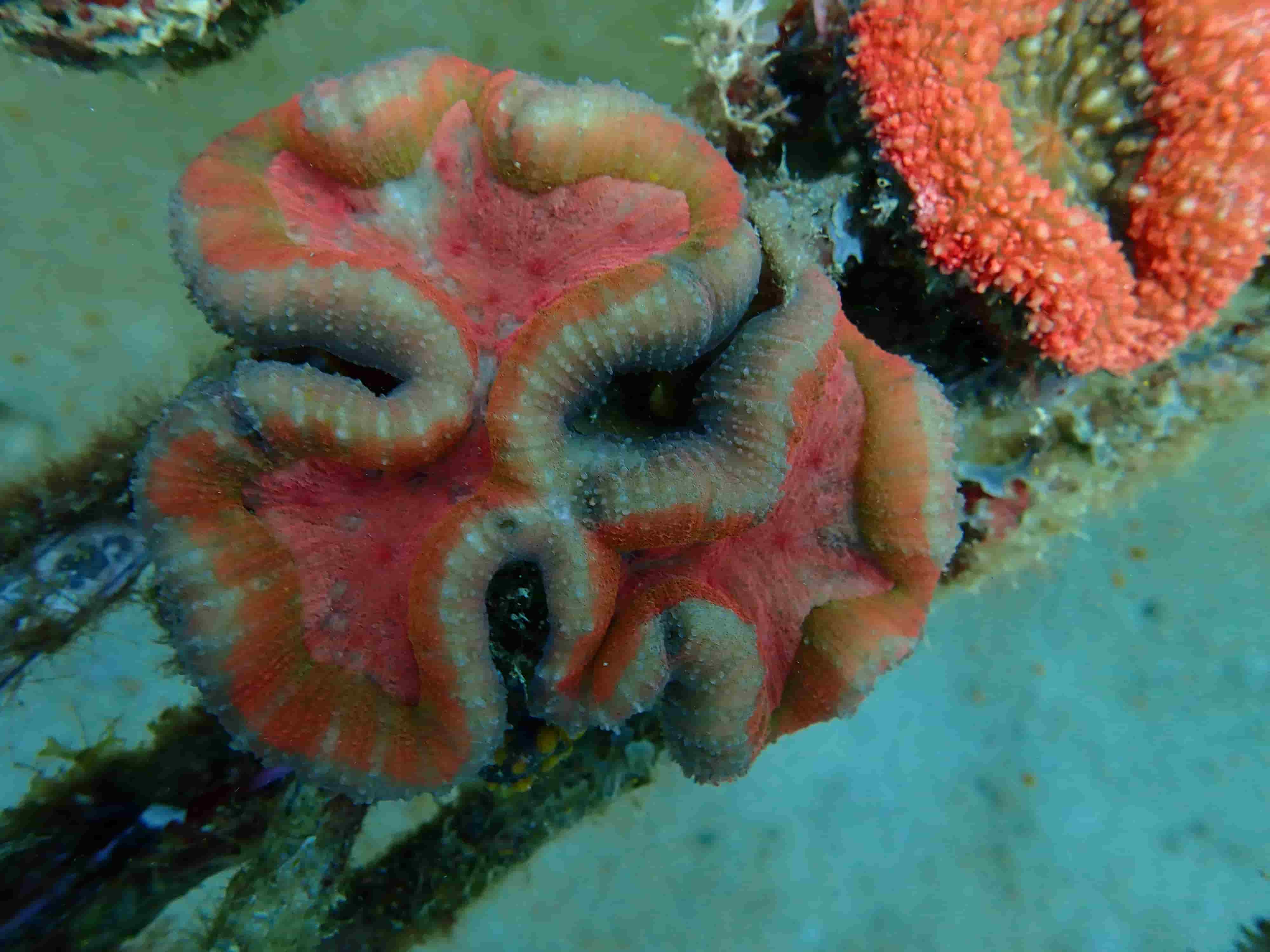 Zoanthus Button Polyps Wholesale