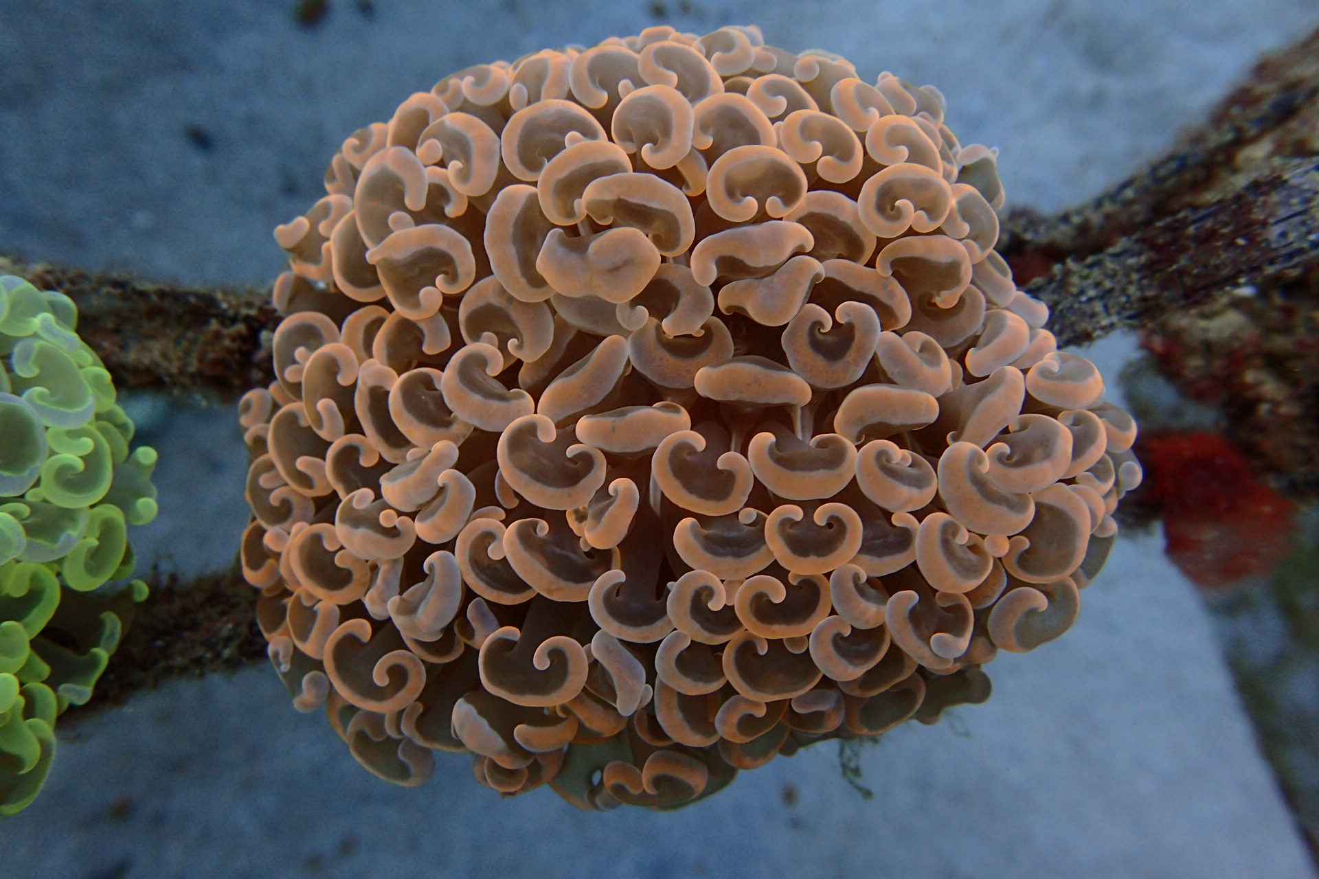 LPS Coral Euphyllia Indonesia