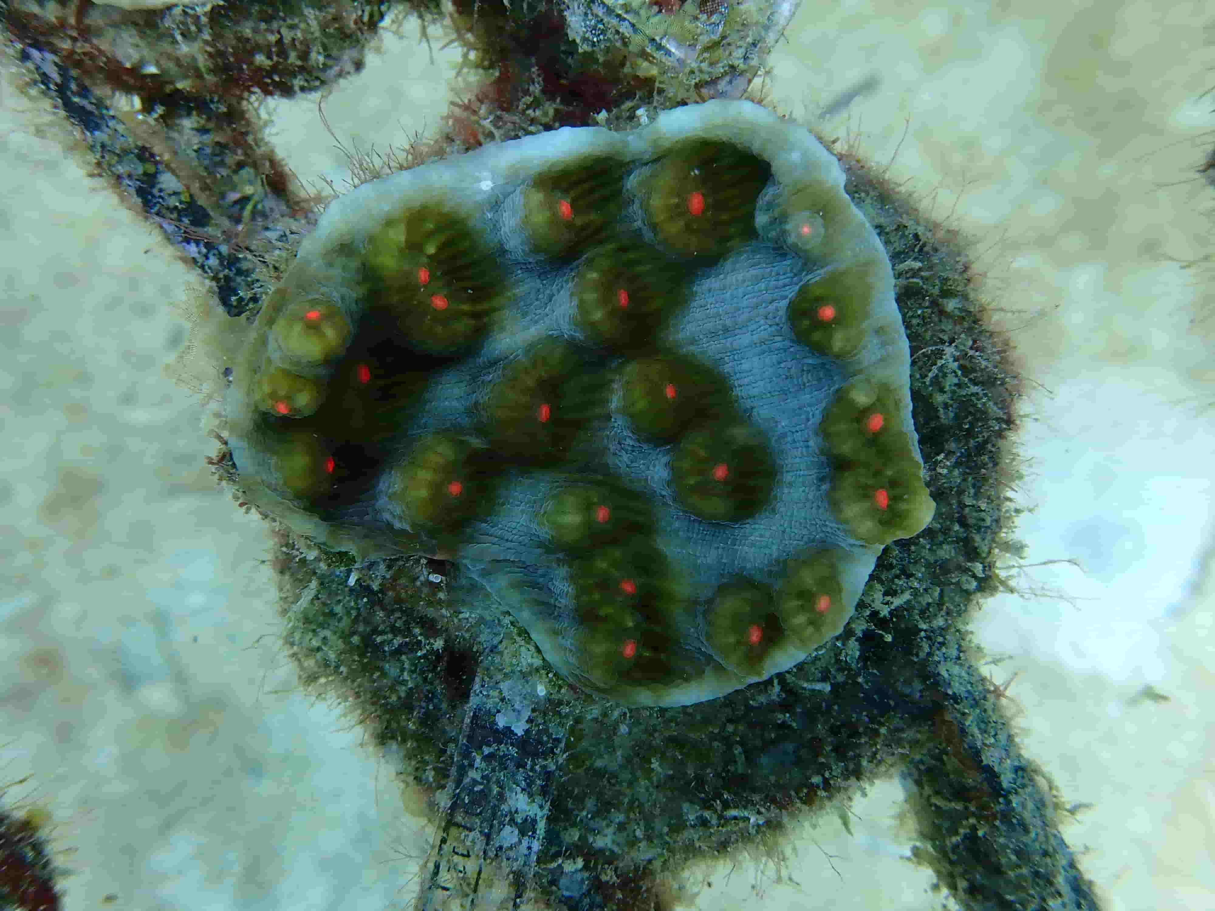 Montipora Digitata Green