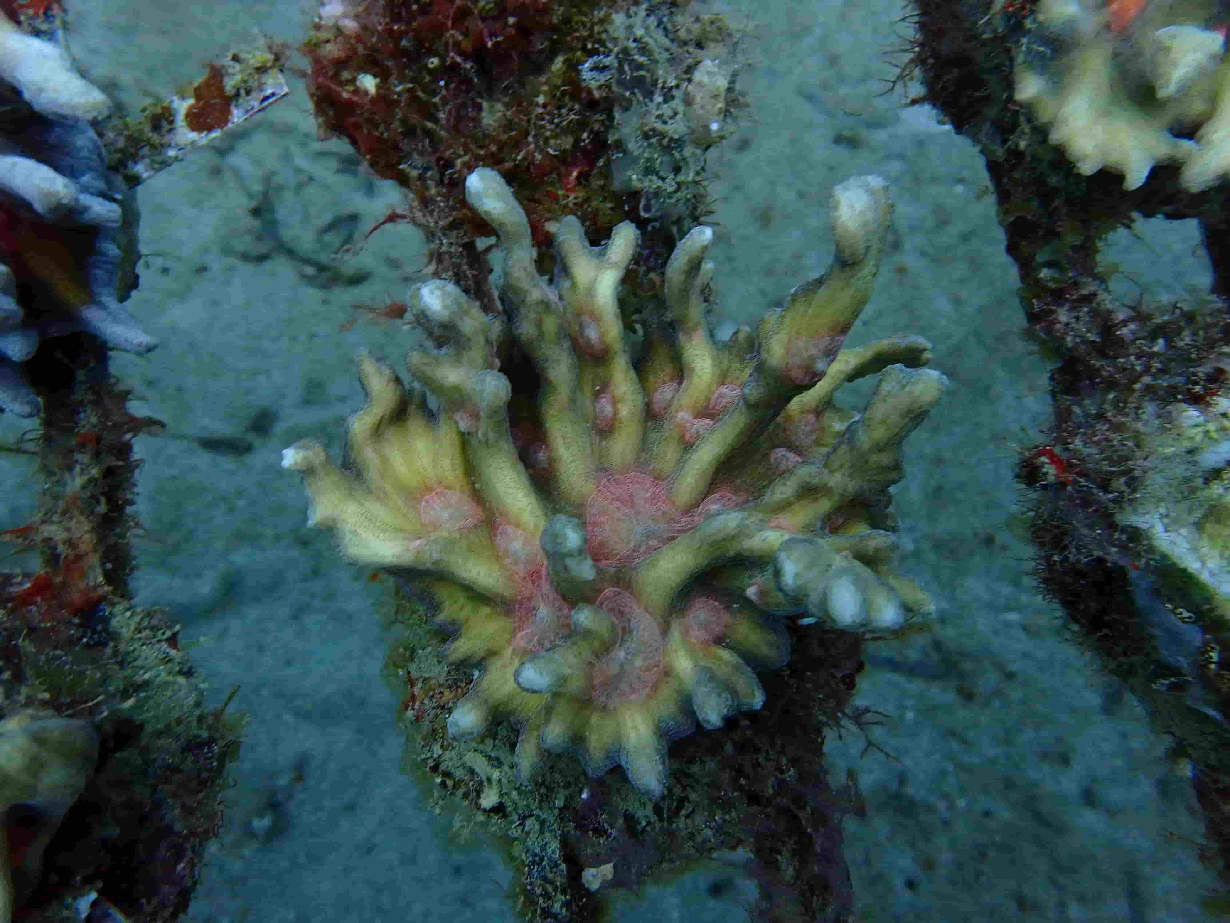 Lobophyllia Brain Coral
