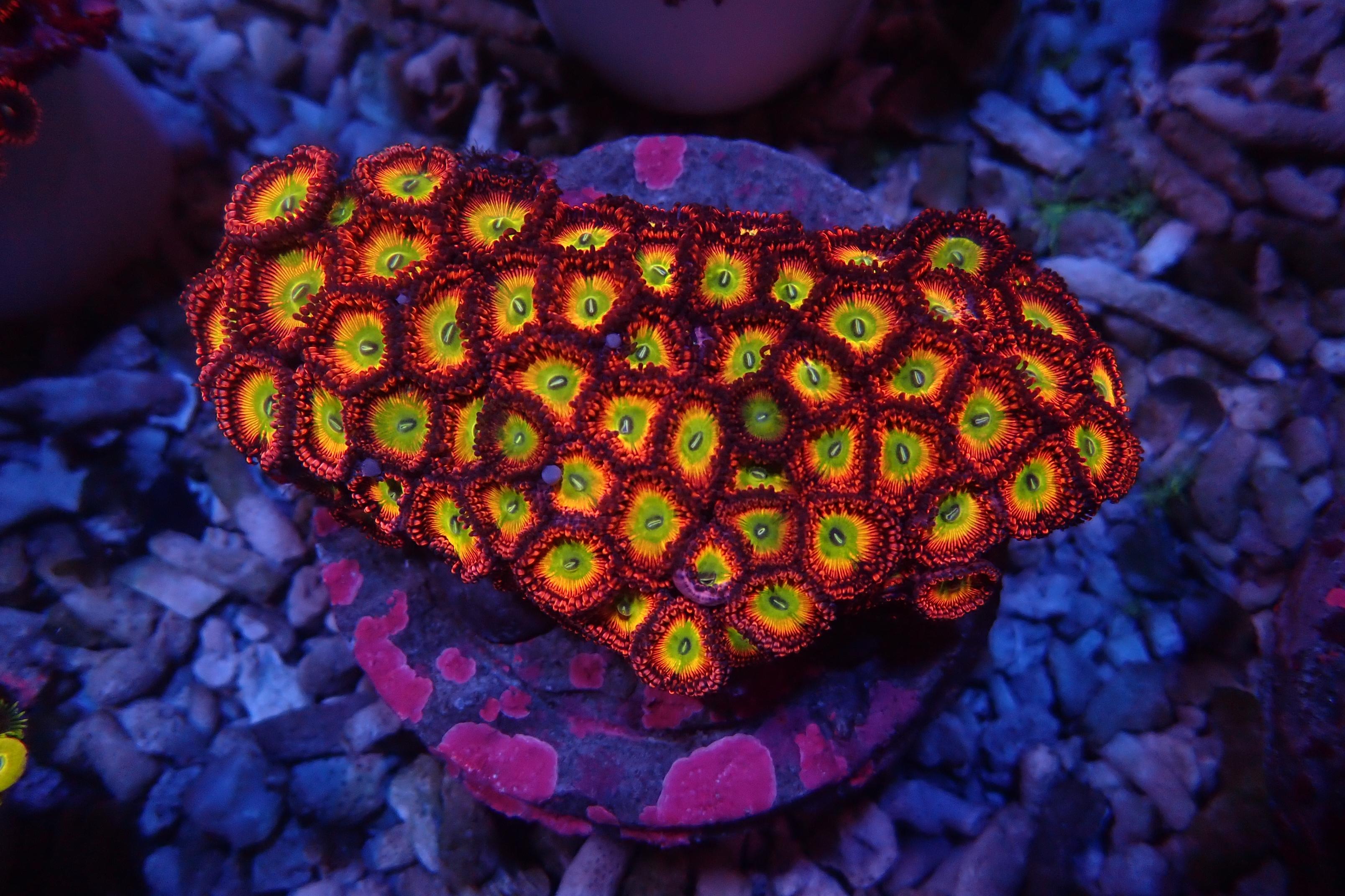 Soft Coral Zoanthus Indonesia