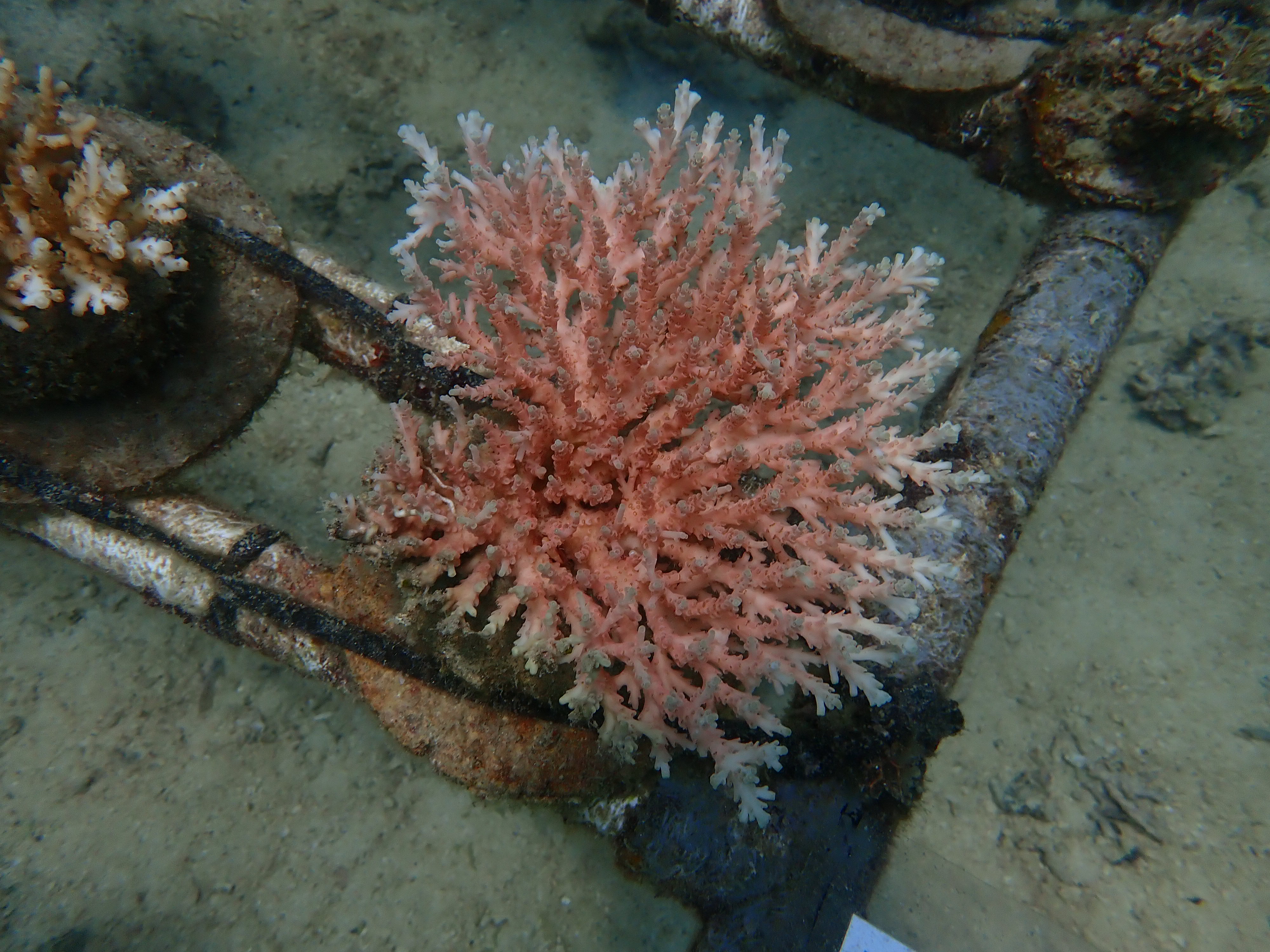 SPS Coral Acropora Indonesia