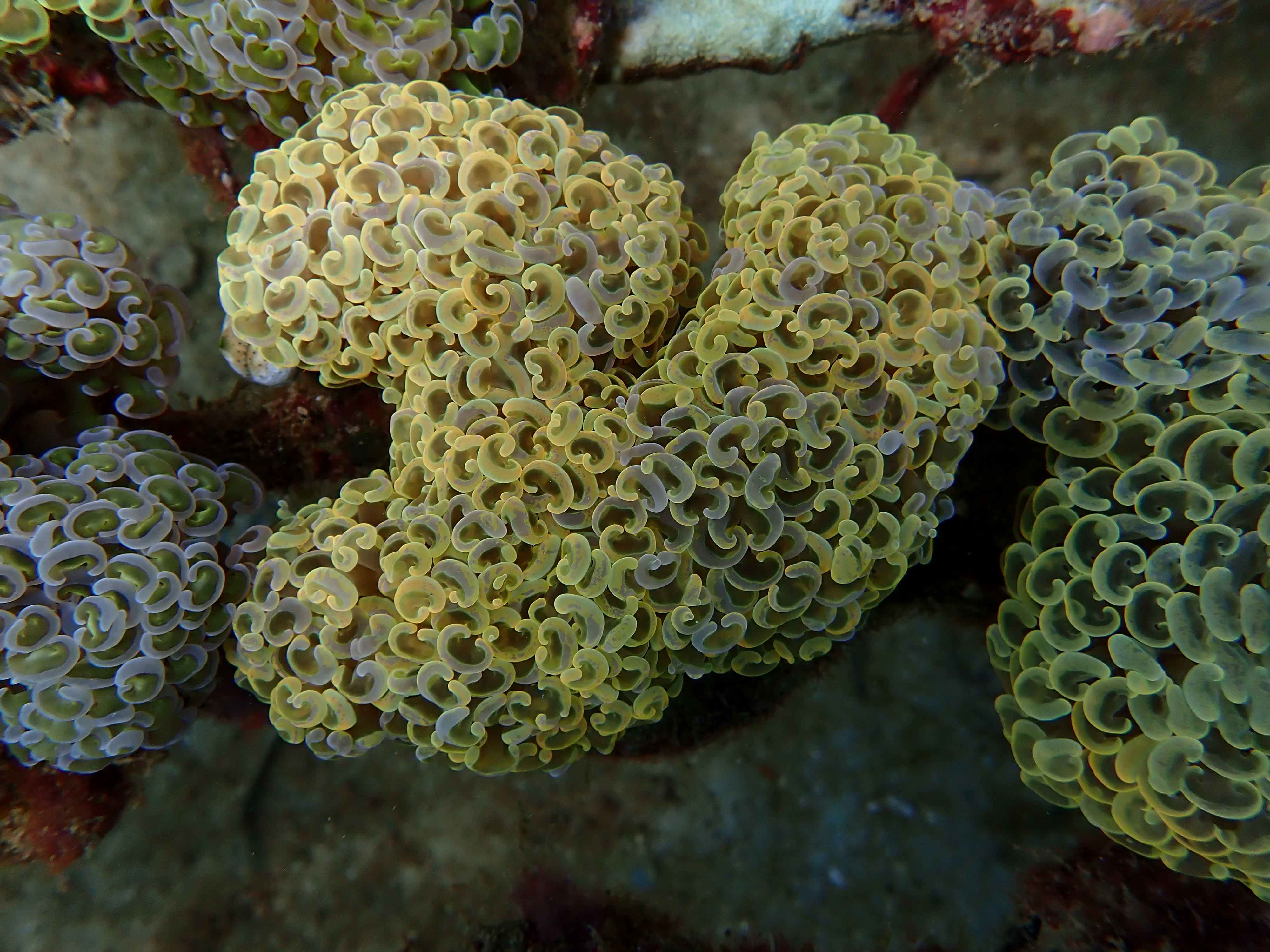 Rare Goniopora Red