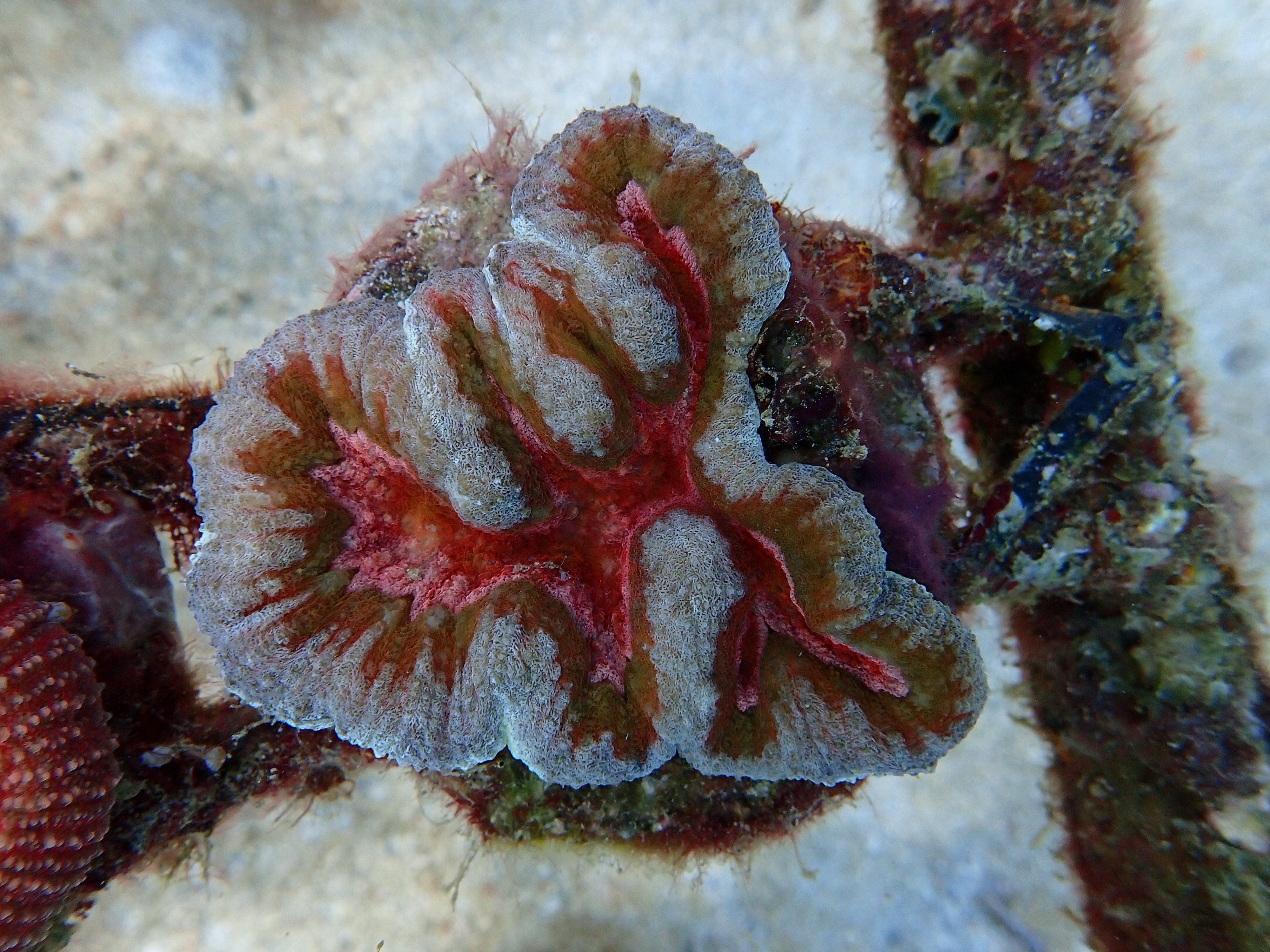 Zoanthus Button Polyps Wholesale
