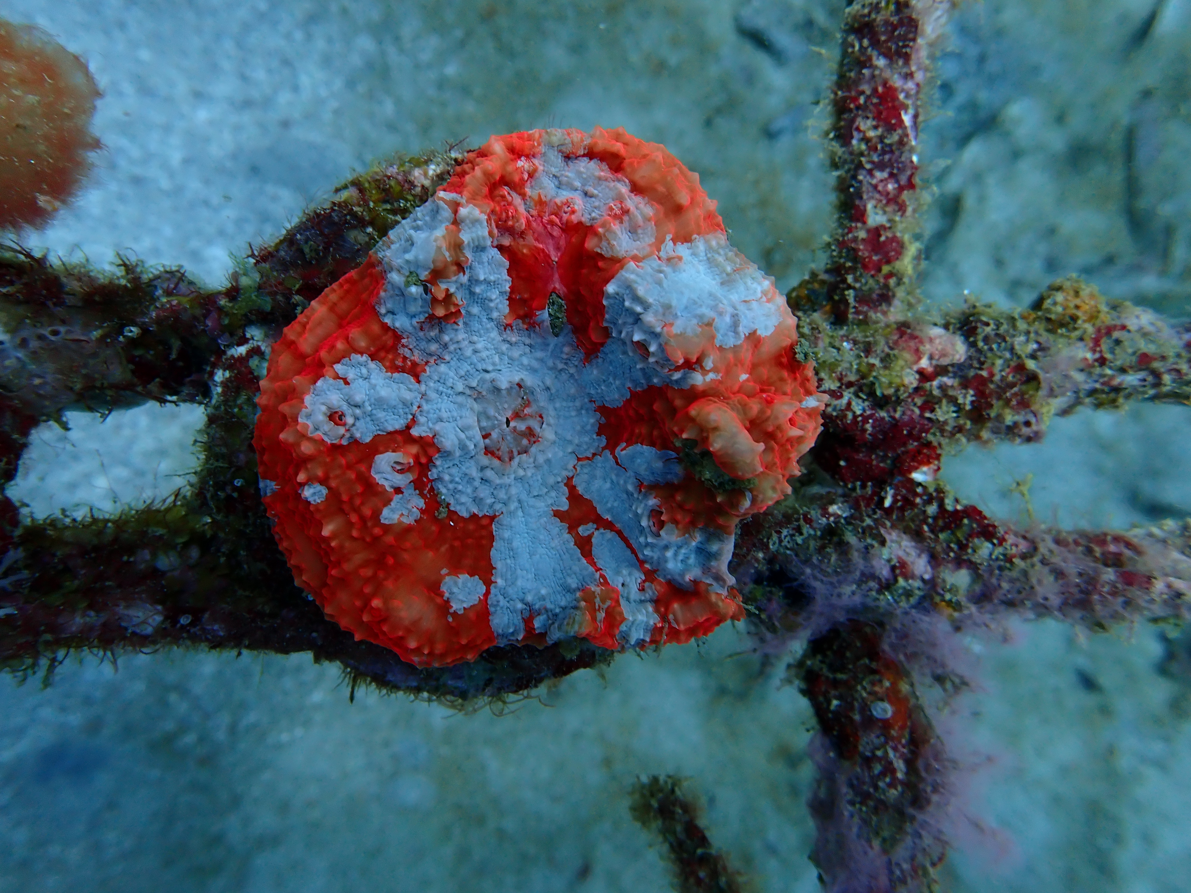 Montipora Digitata Green