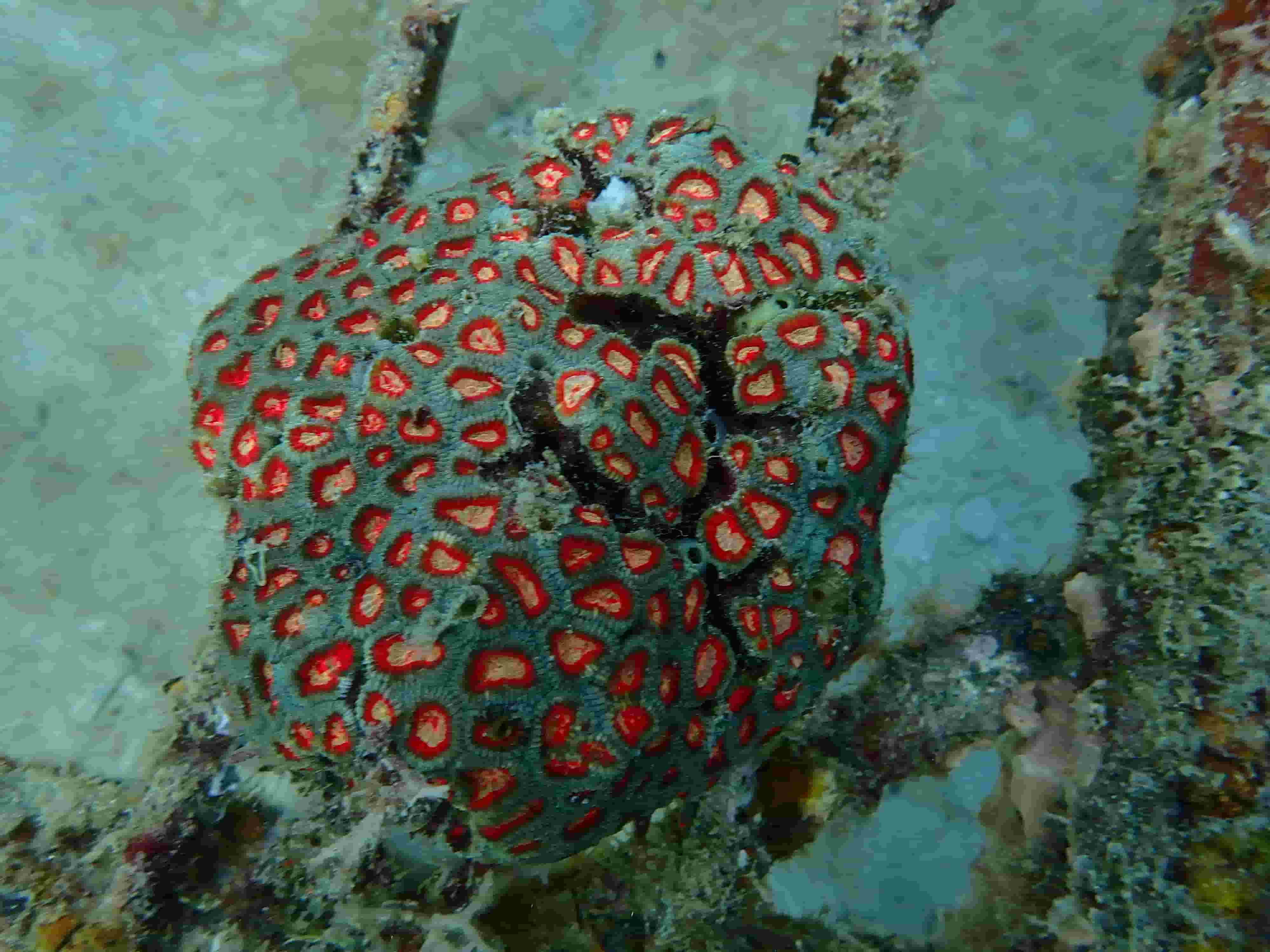 Deepwater Acropora Suharsonoi
