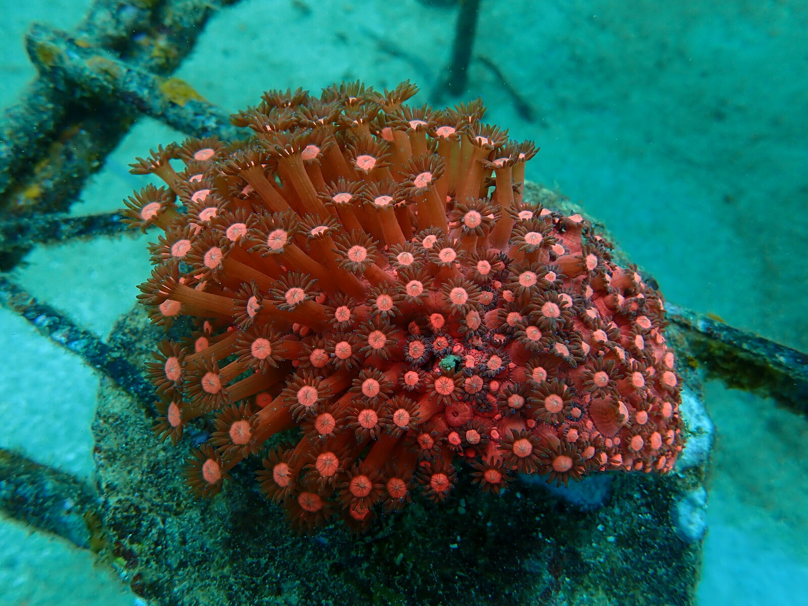 Golden Torch Coral Euphyllia