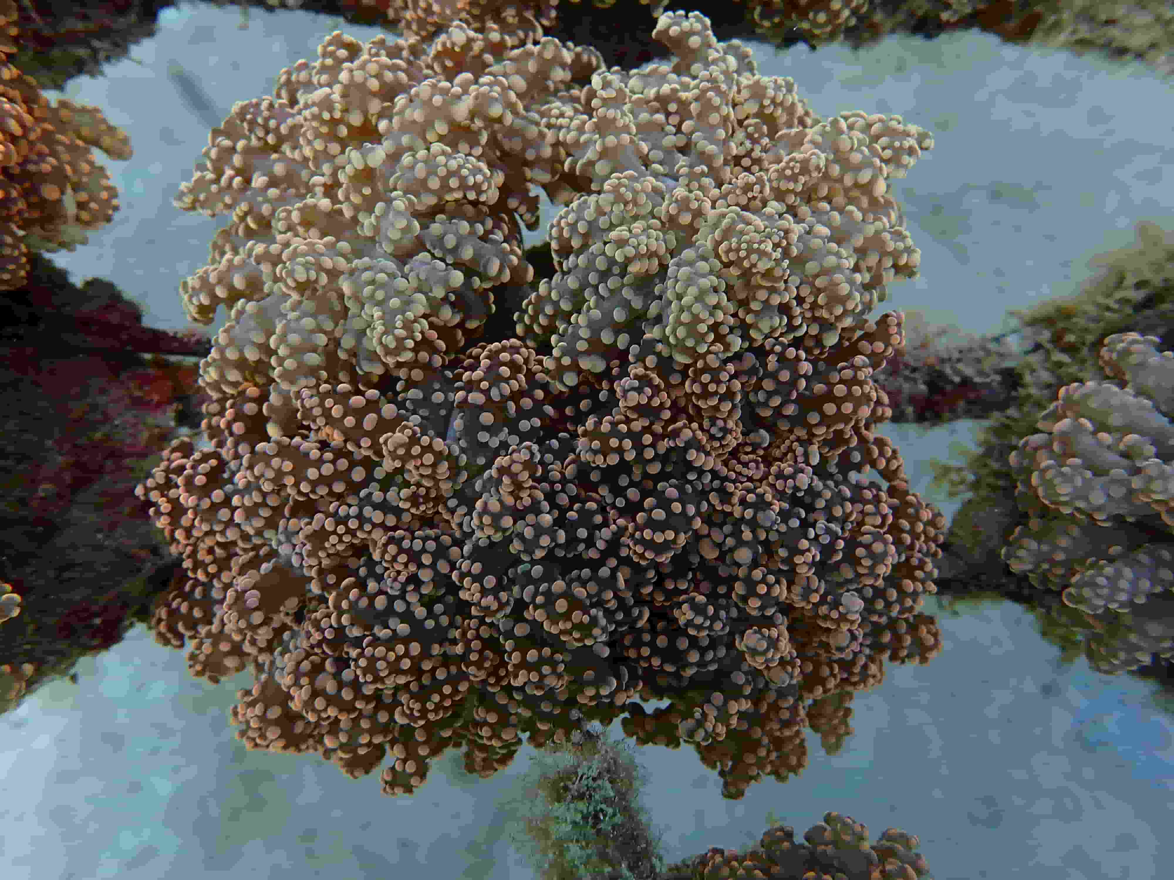 Deepwater Acropora Suharsonoi